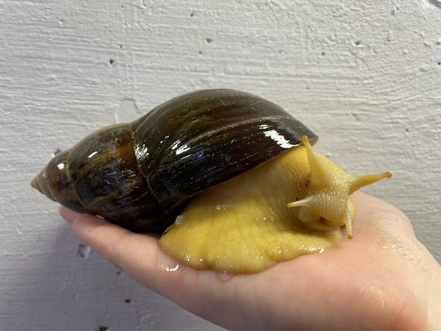 achatina reticulata / Congosnegl XL